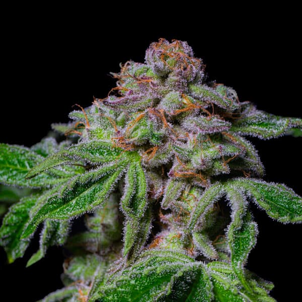 Sour Aloha Seed > Pure Instinto | Feminized Cannabis   |  Indica